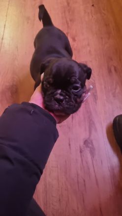 Hundewelpen zu verkaufen