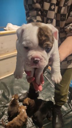 Hundewelpen zu verkaufen