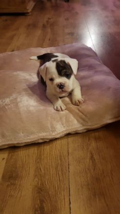 Hundewelpen zu verkaufen