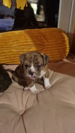 Hundewelpen zu verkaufen