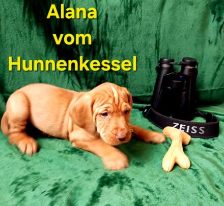 Magyar Vizsla Drahthaar Welpen, unser A-Wurf "vom Hunnenkessel"