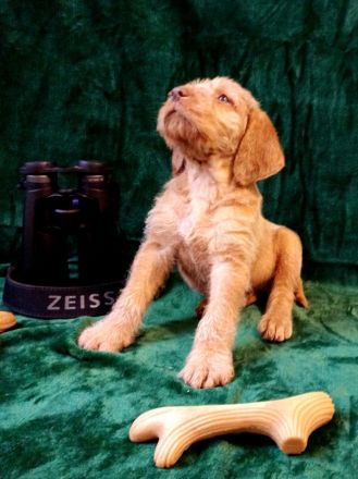 Magyar Vizsla Drahthaar Welpen, unser A-Wurf "vom Hunnenkessel"