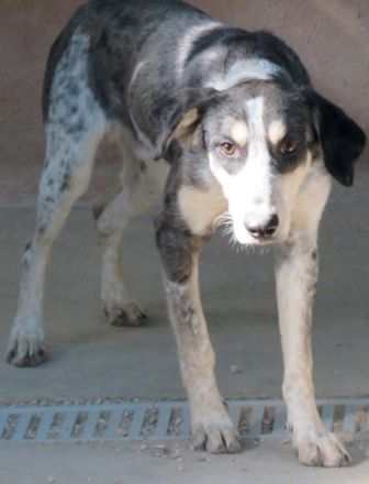 Aiden, männlicher Mischling