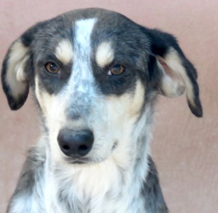 Aiden, männlicher Mischling