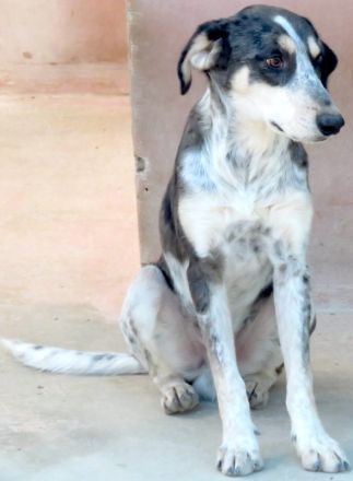 Aiden, männlicher Mischling