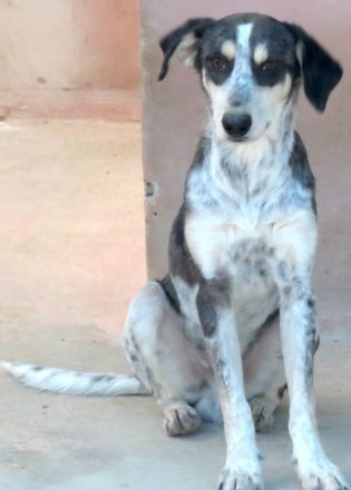 Aiden, männlicher Mischling