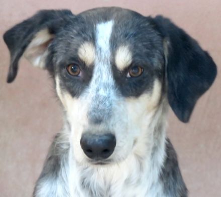 Aiden, männlicher Mischling