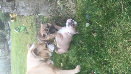 Englische Bulldogge Mädchen