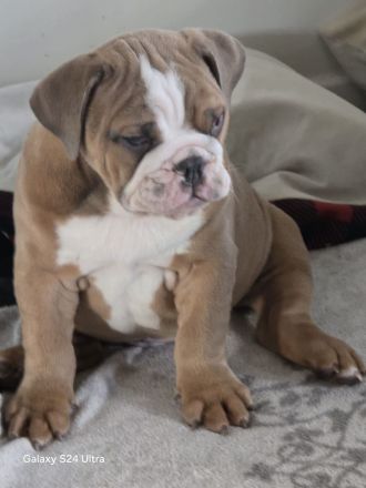 Englische Bulldogge Mädchen