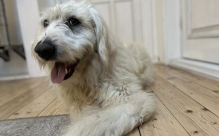 Möchtest du Bertil ein Zuhause schenken?