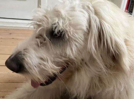 Möchtest du Bertil ein Zuhause schenken?