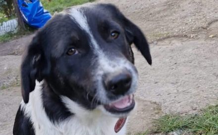 Traumhund Hattie sucht ihre Familie