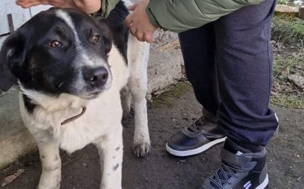 Traumhund Hattie sucht ihre Familie