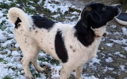 Traumhund Hattie sucht ihre Familie