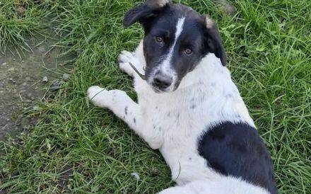Traumhund Hattie sucht ihre Familie