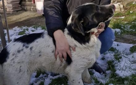 Traumhund Hattie sucht ihre Familie