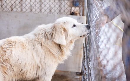 Eisbär Soul sucht erfahrenes Zuhause