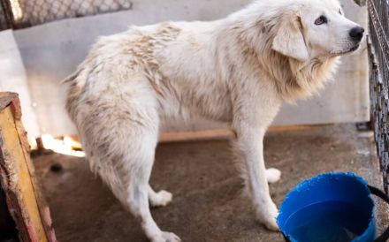 Eisbär Soul sucht erfahrenes Zuhause