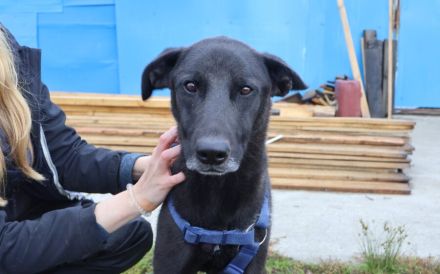 Lasse - black and beauty