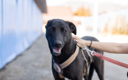 Lasse - black and beauty