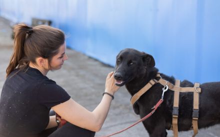 Lasse - black and beauty