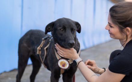 Lasse - black and beauty