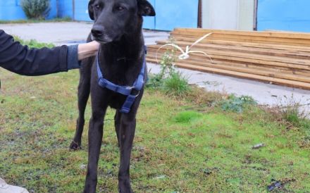 Lasse - black and beauty