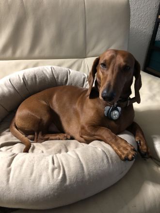 Dackel Standard Deckrüde mit Ahnentafel