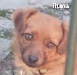 Runa mit den schönen Augen