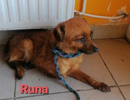 Runa mit den schönen Augen