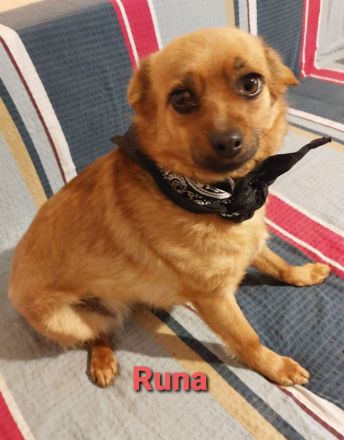 Runa mit den schönen Augen