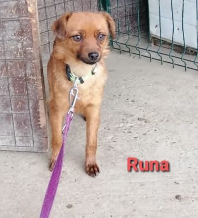 Runa mit den schönen Augen