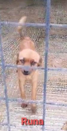 Runa mit den schönen Augen