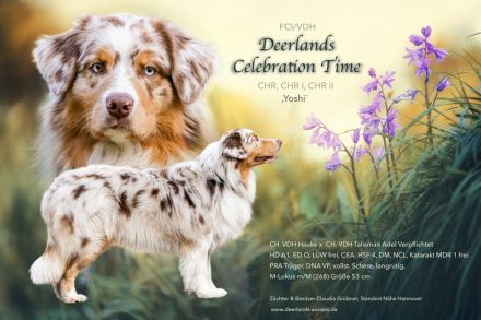 Deerlands Celebration Time