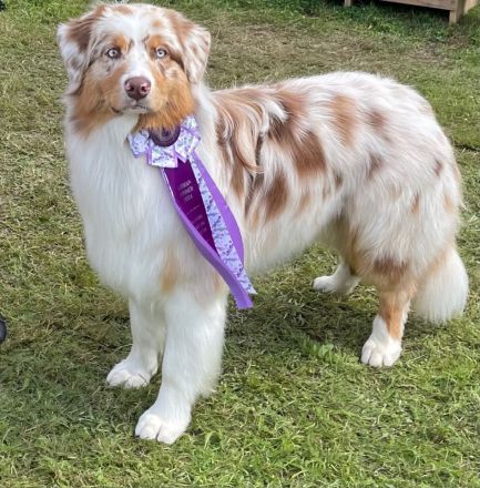 Deerlands Celebration Time