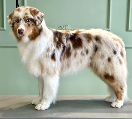 Deerlands Celebration Time