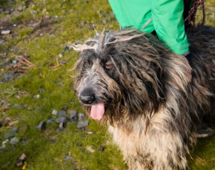 Freundlicher Riese Schröder sucht Friseur ;)