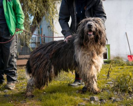 Freundlicher Riese Schröder sucht Friseur ;)