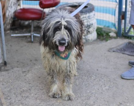 Freundlicher Riese Schröder sucht Friseur ;)