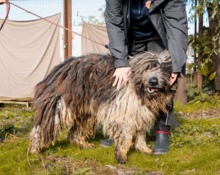 Freundlicher Riese Schröder sucht Friseur ;)