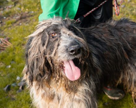 Freundlicher Riese Schröder sucht Friseur ;)