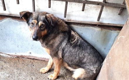 Hallo, ich bin Kuki und suche ein einfühlsames Zuhause.