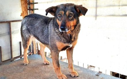 Hallo, ich bin Kuki und suche ein einfühlsames Zuhause.