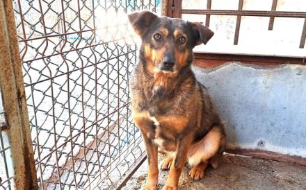 Hallo, ich bin Kuki und suche ein einfühlsames Zuhause.