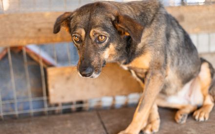 Hallo, ich bin Kuki und suche ein einfühlsames Zuhause.
