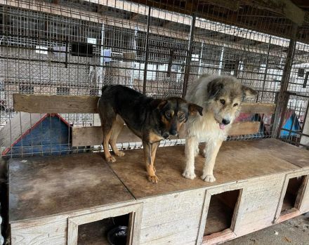 Hallo, ich bin Kuki und suche ein einfühlsames Zuhause.