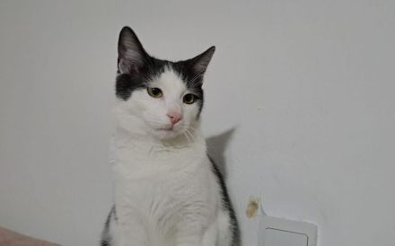 Kater Miro - der kleine Mechaniker