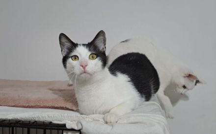 Kater Miro - der kleine Mechaniker