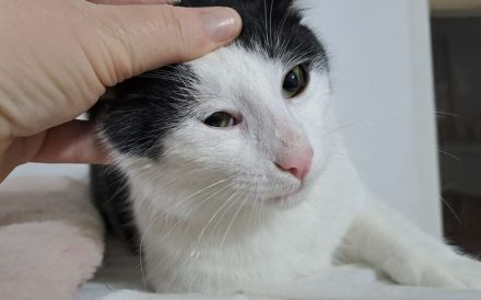 Kater Miro - der kleine Mechaniker