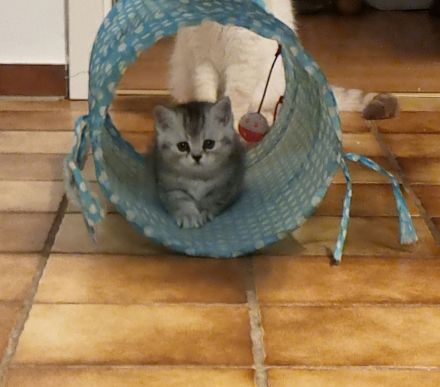 Sehr süßes und anhängliches Katzenmädchen.